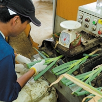 白神山地の麓で育った 白神ねぎ 産地直送 鍋物に最適！