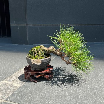 日本三河黑松∣小品半懸崖盆景 禪境盆栽