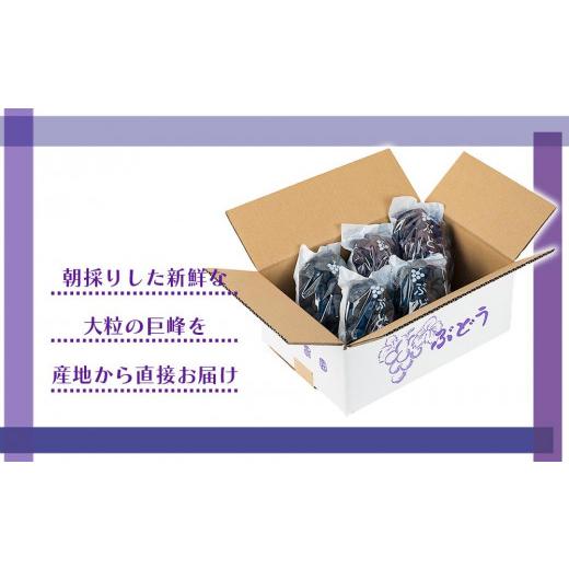 ふるさと納税 和歌山県 有田川町 [産直]有田巨峰村の朝採り巨峰　約2kg★2024年８月中旬頃より順次発送