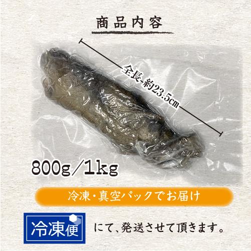 天然アオリイカ　国産　Lサイズ 800g 1kg 冷凍[魚介類]