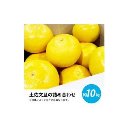 ふるさと納税 先行予約 土佐の柑橘 土佐文旦 10kg 詰め合わせ 文旦 ぶんたん 10キロ 柑橘 高知県 高知 返礼品 故郷納税 20000円 果物 くだもの .. 高知県芸西村