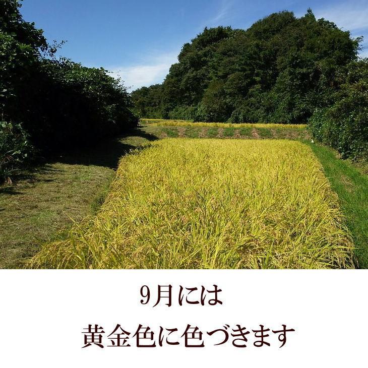 米　新米　店長が作ったお米　ササニシキ　2kg　天日干し　白米　玄米もOK　令和5年産米　送料無料　2キロ　天日乾燥　岩手県産　発送日当日精米