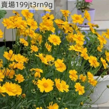 現貨🌺【金雞菊種子】🌺（250粒）四季宿根耐旱觀賞盆栽種子 花期長花海綠化庭院田園大花 金雞菊花種子
