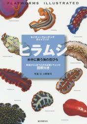 ヒラムシ 水中に舞う海の花びら 特徴がひと目でわかる各種ヒラムシの図解付き