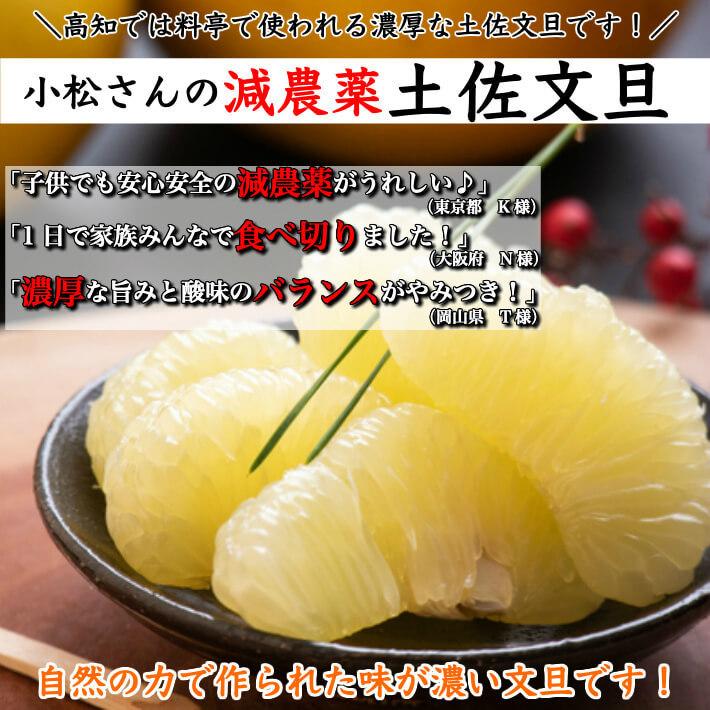 ＼1月中旬発送予約／ 文旦 土佐文旦 糖度12度  高知県産 減農薬 約3kg 贈答用 2L-L パール柑 ブンタン