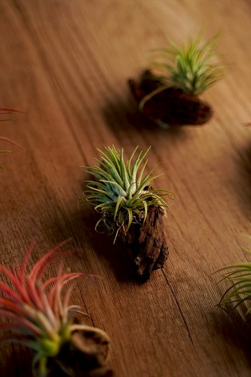 沉木之心  空氣草沉木 空氣鳳梨 壁飾掛件擺設 裝飾植物