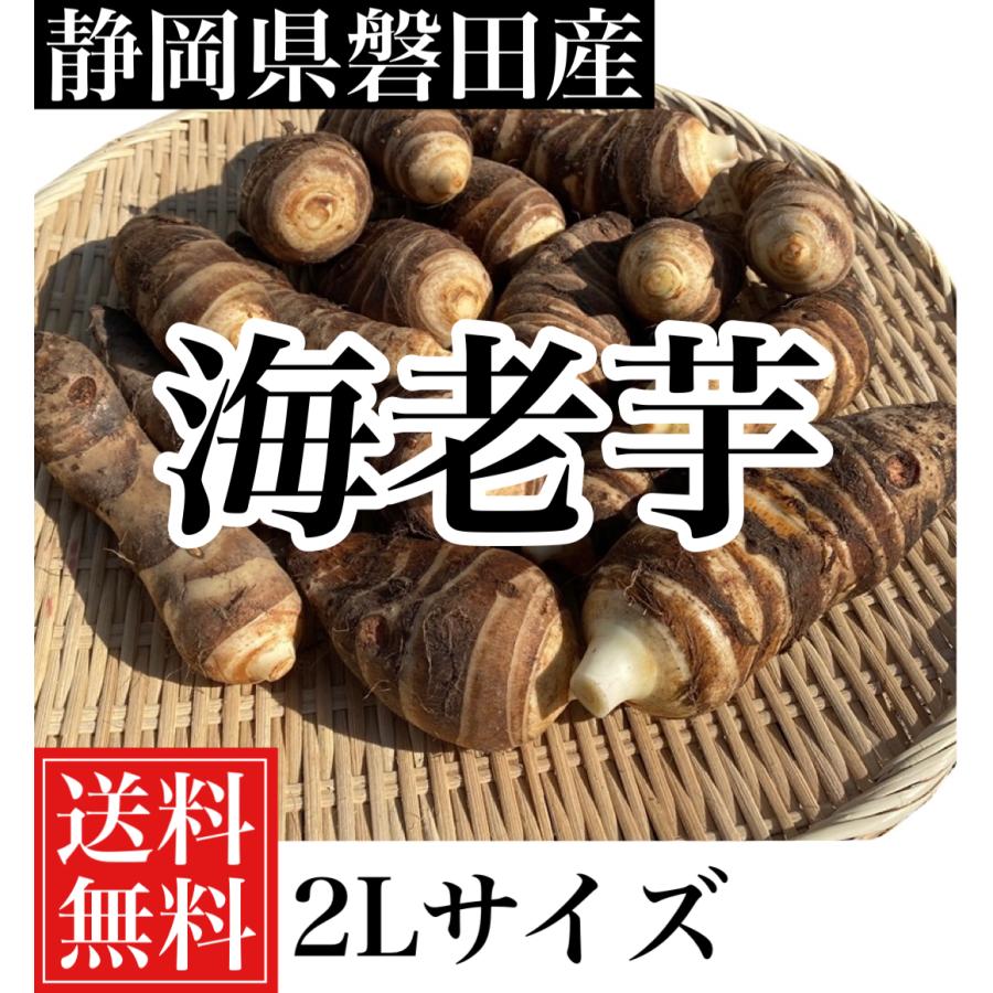 静岡県磐田産　海老芋2Lサイズ5キロ(約12個から15個入り) 送料無料！