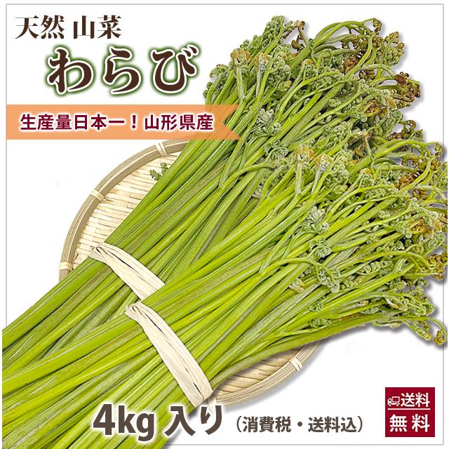 山形県産 山菜 天然わらび 蕨 生ワラビ 生わらび 4kg 送料無料 天然