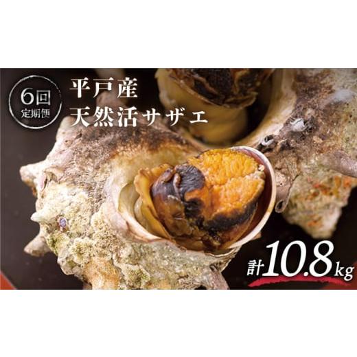 ふるさと納税 長崎県 平戸市 ＜全6回定期便＞天然活 サザエ 計10.8kg（約1.8kg×6回）平戸市 ／ ひらど新鮮市場 [KAB163]