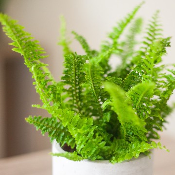 蕾絲蕨盆栽 觀葉植物 居家辦公室 室內 室外種植