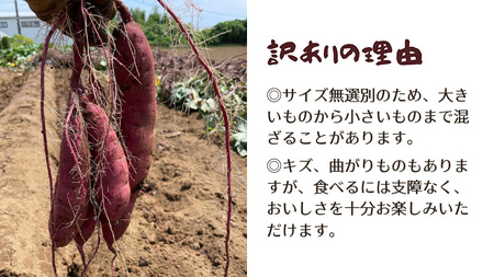 茨城県産 さつまいも 紅はるか 5kg （ 土付き サイズ無選別 ） べにはるか いも 茨城 甘い おいしい 美味しい