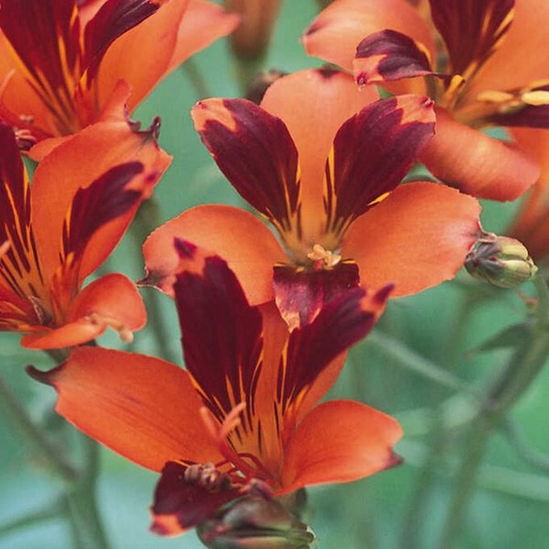 球根 秋植え 栽培 春に咲く 花 花壇 趣味 園芸 アルストロメリア スポットレス ショコラオレンジ 通販 Lineポイント最大0 5 Get Lineショッピング