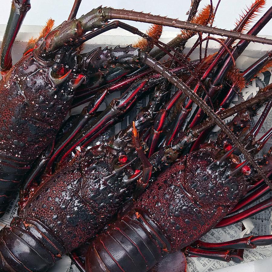 活き 伊勢海老 1kg サイズお任せ 伊豆 下田 生きたまま 刺身 伊勢エビ イセエビ 送料無料 代引き不可 お歳暮