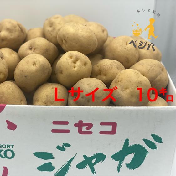 野菜 じゃがいも (1)キタアカリ Ｌサイズ 10キロ じゃがいも 北海道　ニセコ 産地直送