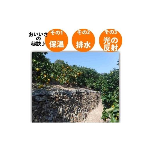 ふるさと納税 和歌山県 有田川町 河内晩柑 2kg 和製グレープフルーツ ブラン 和歌山 ブランド 有田みかん ご家庭用