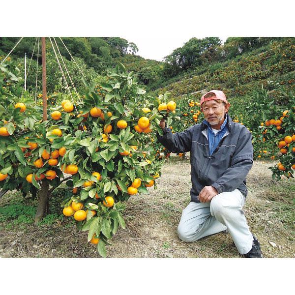 和歌山県有田郡産 武内さんのみかん（3kg）産直 お歳暮 内祝い お返し お祝い ギフト