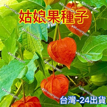 現貨 姑娘果種子 （100粒） 多買多送 紅姑娘果 黃姑娘果 紫姑娘果 四季盆栽種植蔬菜種子 水果種子 燈籠果