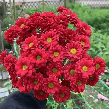 🏵️（德國小雛菊種子） 洋甘菊種子 可做切花 四季開花易活 田園室內盆栽花卉 白晶菊花種籽 新手花卉種子