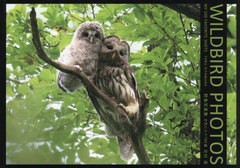 野鳥写真集お気に入り100選