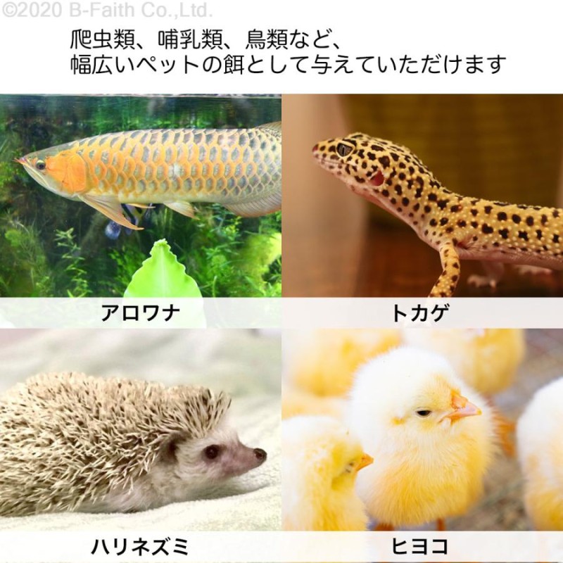 乾燥 コオロギ 200g (約2000匹〜2200匹)イエコオロギ 食用 爬虫類 観賞魚 小動物 鳥類の餌に おやつ | LINEブランドカタログ