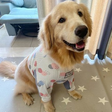 M.7中大型犬全棉護肘圓點坑條護肘金毛拉不拉多哈士奇薩摩耶