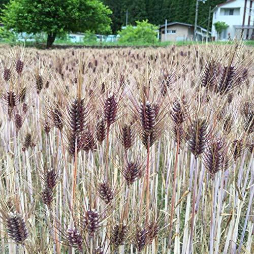 原種 紫もち麦 玄麦 450g 令和4年産 個包装 和歌山県産 無農薬 無化学肥料