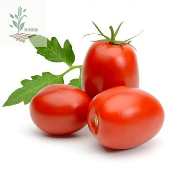 青禾園藝（紅水果番茄種子）FQ-23🍅紅羅曼番茄種子生吃多汁營養高盆栽果菜蔬菜種子#tomato#台灣自留種