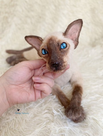 猫 exot 白色有斑点逼真的玩具可爱的小猫