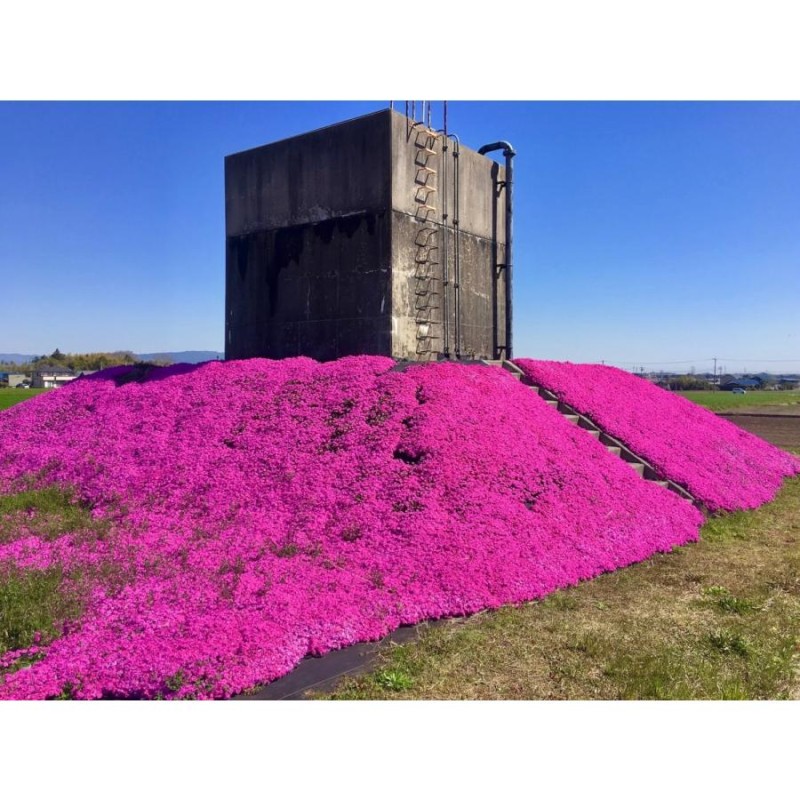 芝桜（シバザクラ）ダニエルクッション30株 送料無料（沖縄県 北海道