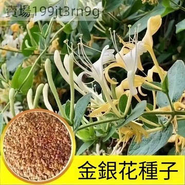 🪴【金銀花種子】🪴(100粒裝）忍冬種子 四季可種植中藥材種子 可食用泡茶種籽 藥用植物花卉種子 庭院室外盆栽種子