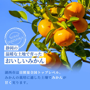 みかん 青島みかん 約5kg 年内発送 サイズ選択可能 ミカン 蜜柑 フルーツ 果物 柑橘 柑橘類 柑橘系 鈴木農園 SS サイズ