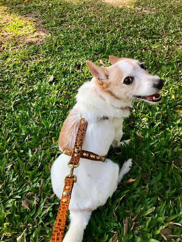 寵物防護胸背帶│名品系列│更全面防護、且不勒氣管