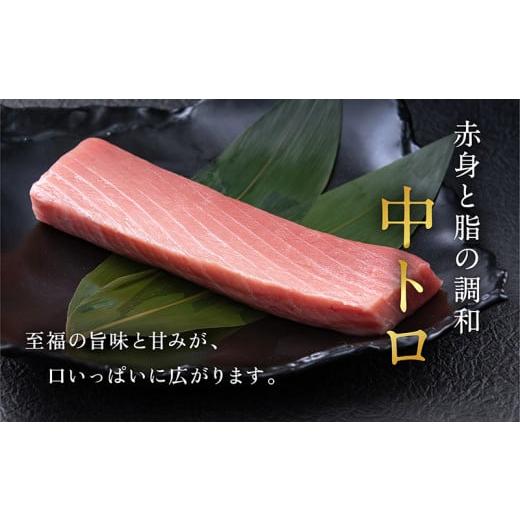 ふるさと納税 福井県 越前市  生本マグロ 中トロ 400g（柵どり）