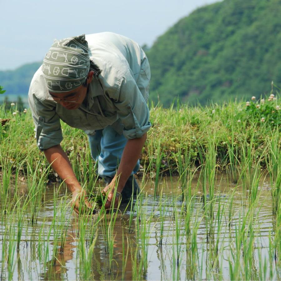 新米 米 お米 10kg コシヒカリ こしひかり 佐渡産 特別栽培米  5kg×2袋 本州送料無料 令和5年産