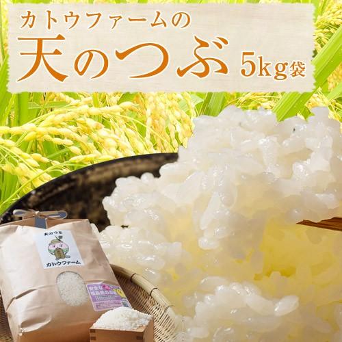 米 福島県産 精米 カトウファーム 天のつぶ 5kg