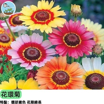🌸【英國雛菊系】花環菊種子 三色環紋花瓣 多年生花卉 花期超長 蜜源植物 陽台花壇盆栽 切花材料 新手推薦 四季可播