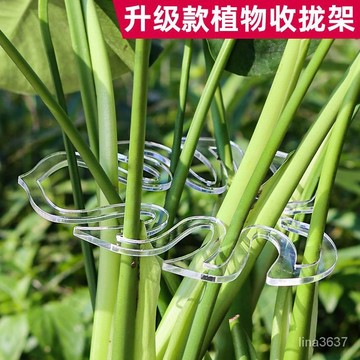 🥇臺灣🥇花架 綠植龜背竹支撐桿 防倒 伏春雨支架 金錢樹固定器 花卉支撐架 植物支撐 植物根固定 根莖固定器 花器