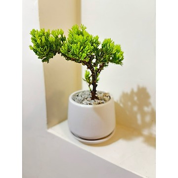 蒲田&珍珠柏、喬木植物..