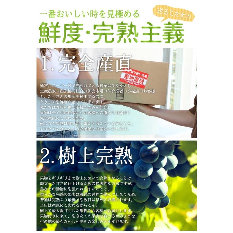 11月上旬〜中旬　サンふじ　訳あり 減農薬りんご　長野産  10キロ