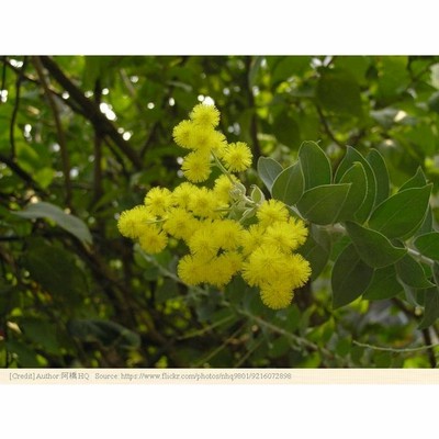 花木 低木 種子の通販 149件の検索結果 Lineショッピング