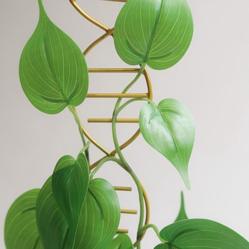 賽先生科學工廠｜DNA雙股螺旋植物攀爬架，現貨出貨速度快