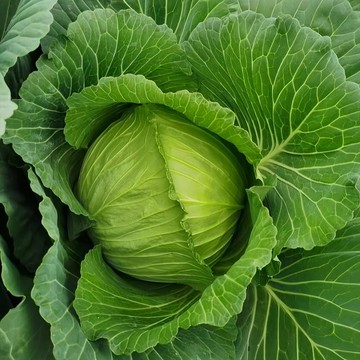 💥霸王級巨型高麗菜種子｜現貨速發 結球飽滿碩大 產量驚人 農家大田家庭菜園均可種植蔬菜種子