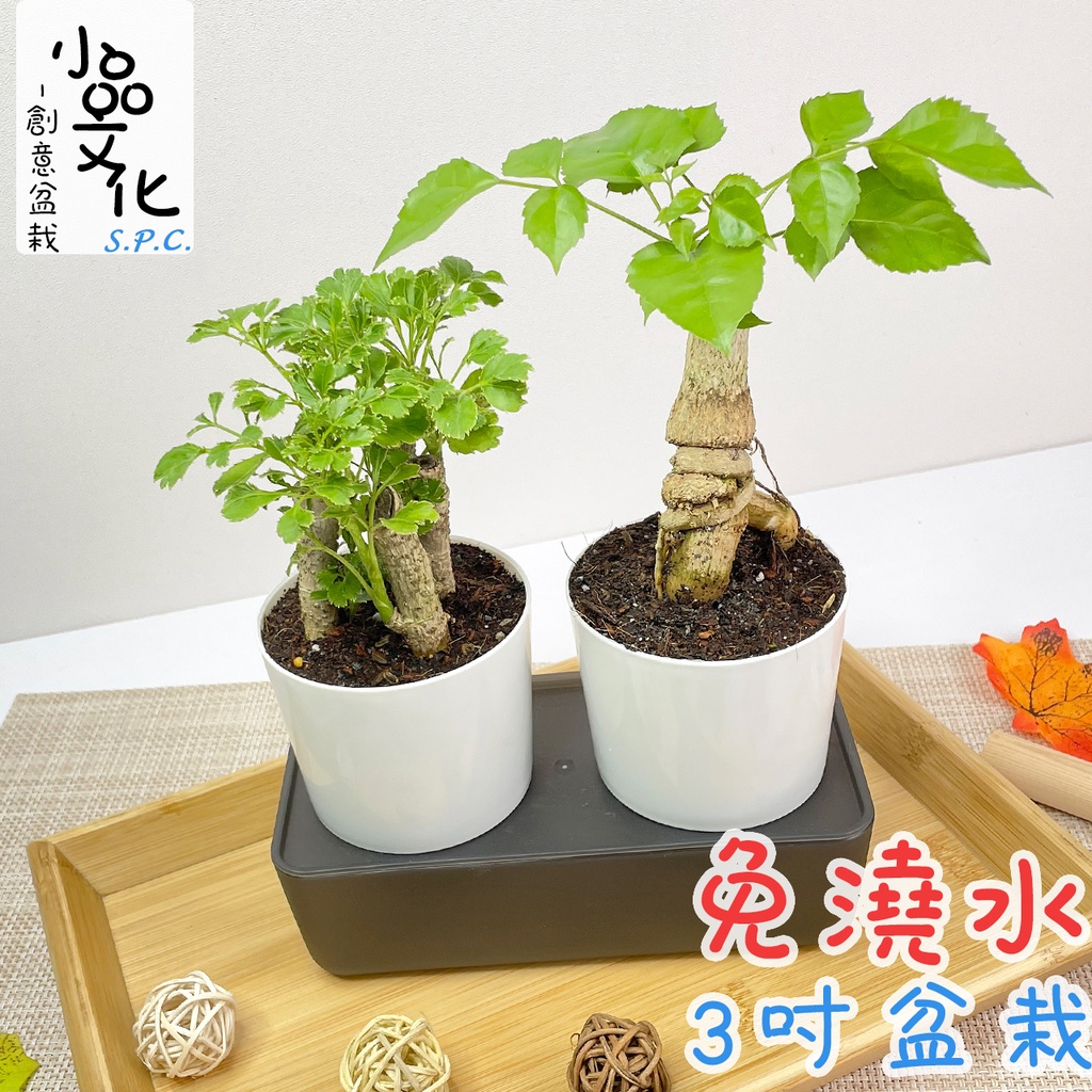 小品文化 芹葉福祿桐裸根進財樹 現貨 3吋雙子免澆水盆栽懶人盆栽觀葉植物室內植物自動吸水創意花盆居家辦公
