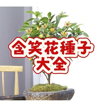 🌱（含笑花種子）當季新籽 發芽率高   花開爆盆 濃香型花卉 觀賞性強  陽台庭院盆栽 新手易種植#超優惠