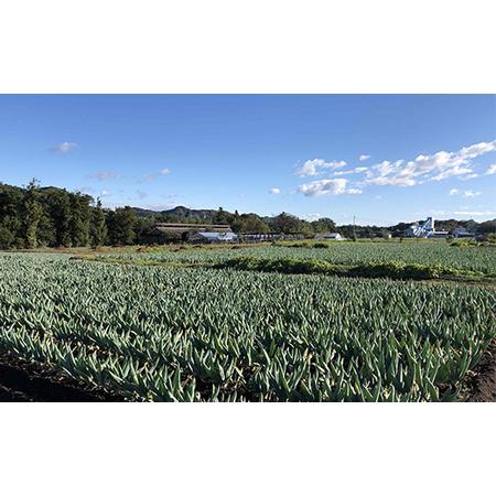 ふるさと納税 伝統栽培の下仁田ねぎ。寒い冬に最高のすき焼きを♪（LL15本）  F21K-334 群馬県下仁田町