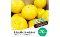 先行予約 土佐の柑橘 土佐文旦 10kg 詰め合わせ （皮むき機）付き 文旦 ぶんたん 10キロ 柑橘 高知県 高知 返礼品 故郷納税 22000円 果物 くだもの フルーツ お取り寄せ 美味しい おいしい ギフト プレゼント 贈答品 贈り物 お歳暮 熨斗 のし 常温