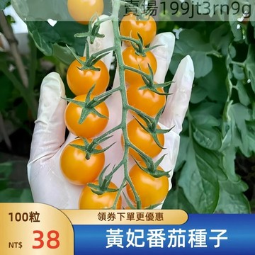 現貨🍅【黃妃番茄種子】（100粒） 小西紅柿種子 超甜 皮薄 多汁 多年生聖女果種籽 四季播種農田盆栽 高產水果蔬菜種子