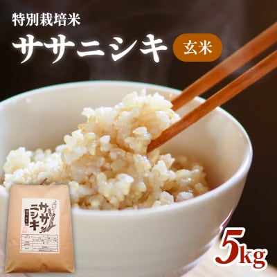 令和5年産 特別栽培米 ササニシキ 玄米 5kg