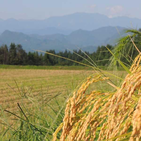 [新米 令和5年産] 新潟県産つきあかり 2kg (2kg×1袋) 厳選産地米 早生品種 新品種 新潟米 お米 白米 送料無料 ギフト対応