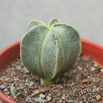 【荳荳多肉】【鸞鳳玉】喬遷│送禮│升遷│多肉植物